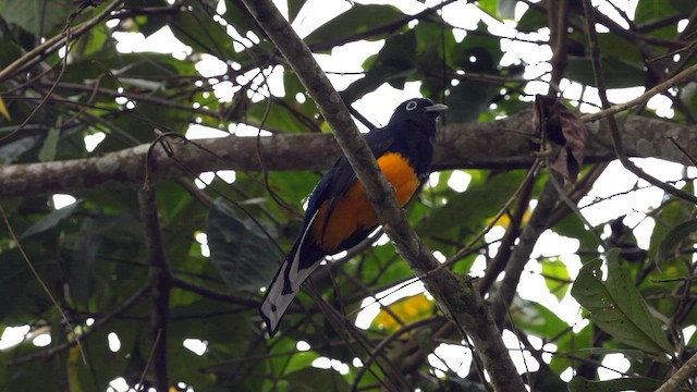 trogon zelenohřbetý - ML588843401