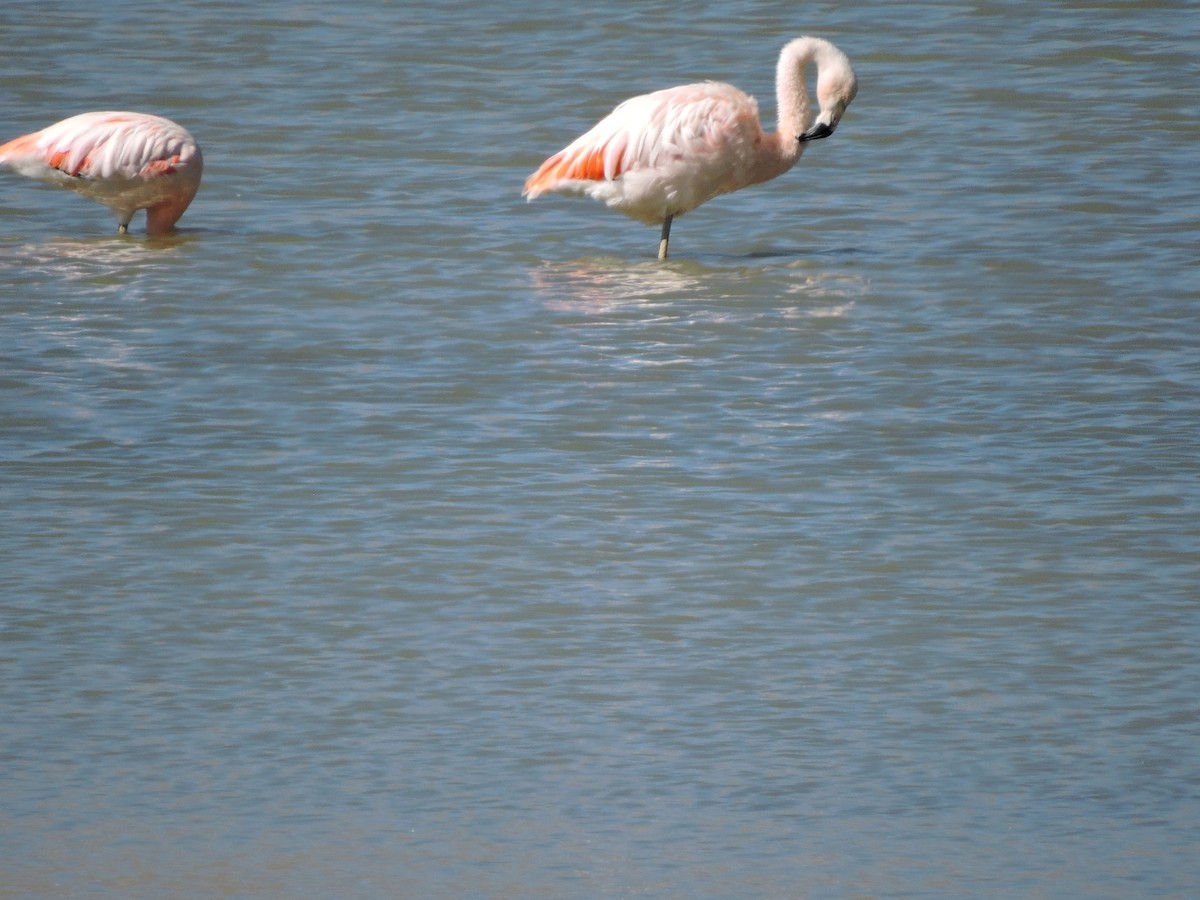 Chilean Flamingo - ML588843561