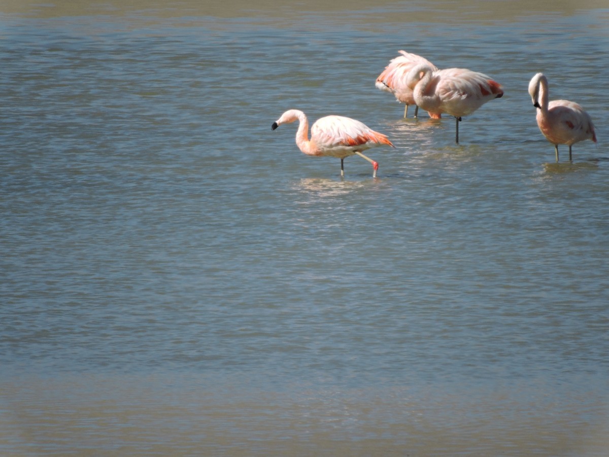 Chilean Flamingo - ML588843571