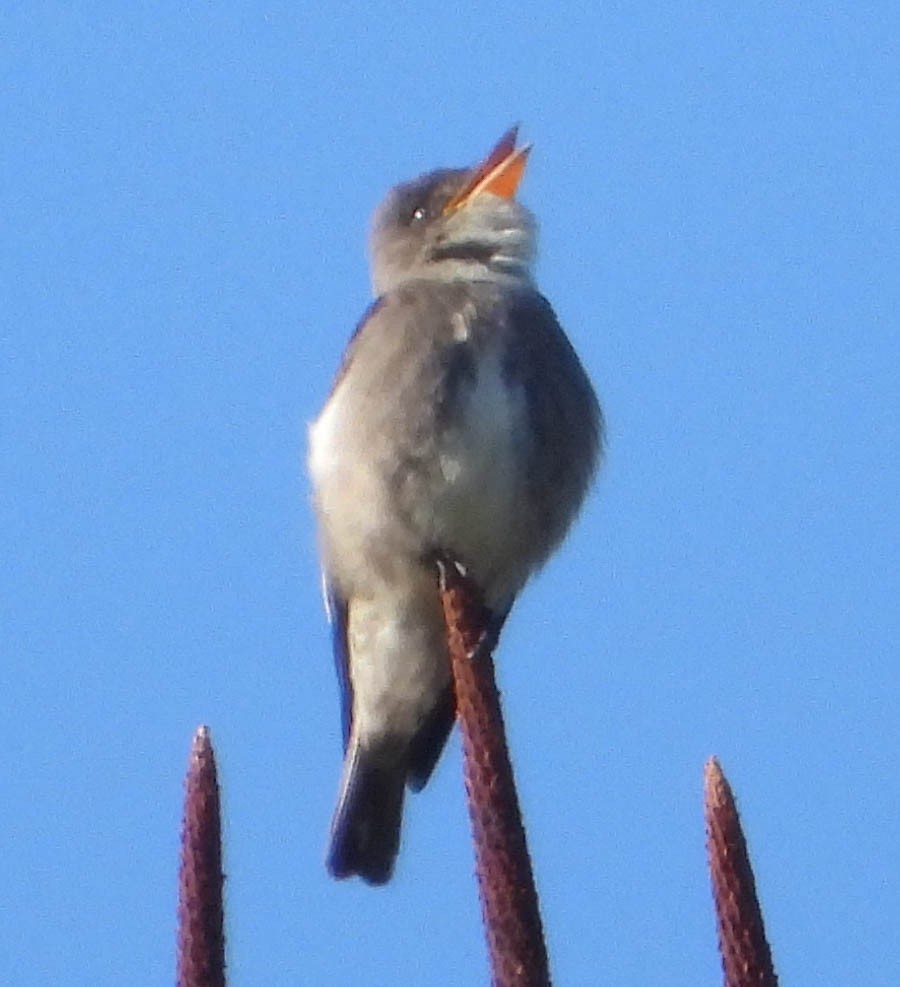 Olive-sided Flycatcher - ML588843701