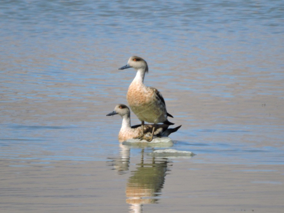 Crested Duck - ML588843901