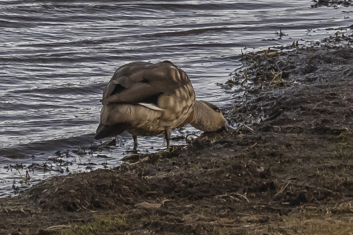 Crested Duck - ML588845891