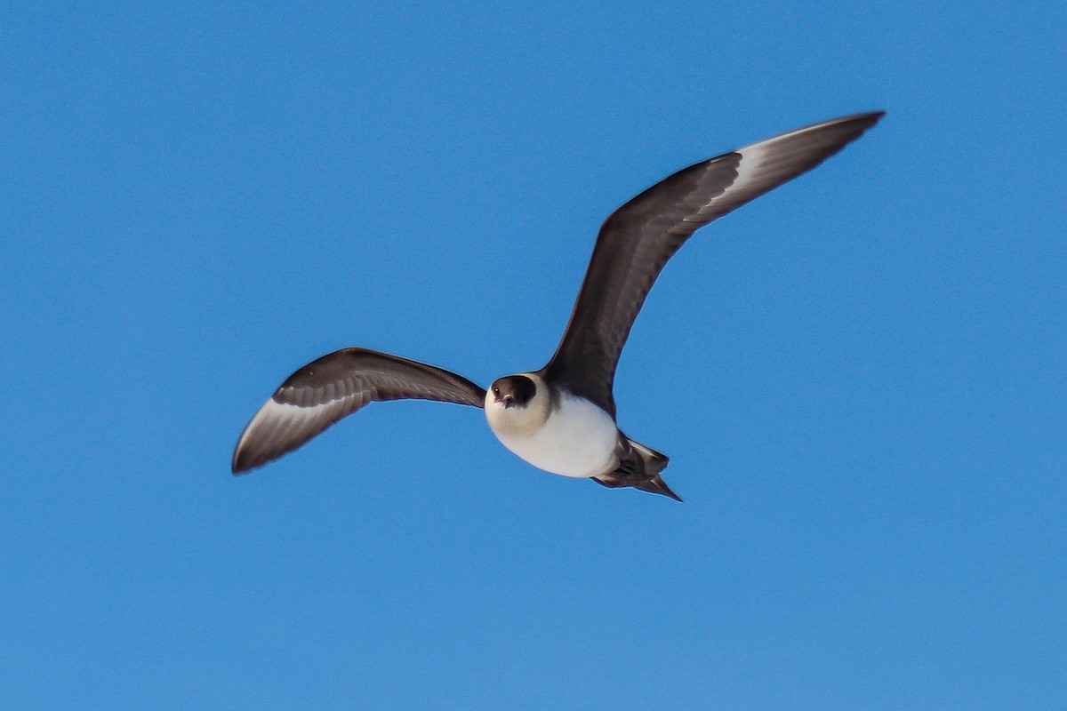 Parasitic Jaeger - ML588847171