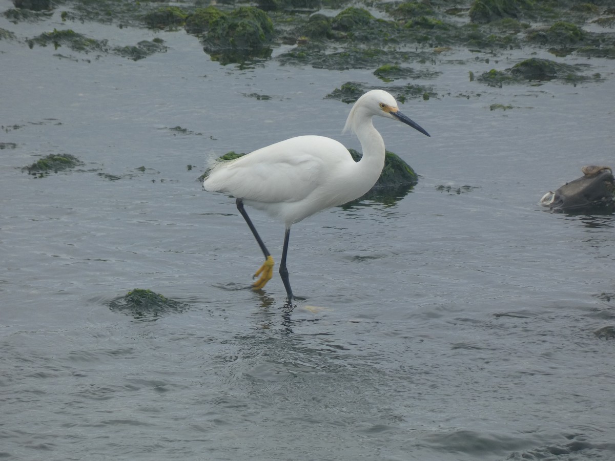 Snowy Egret - ML588847211