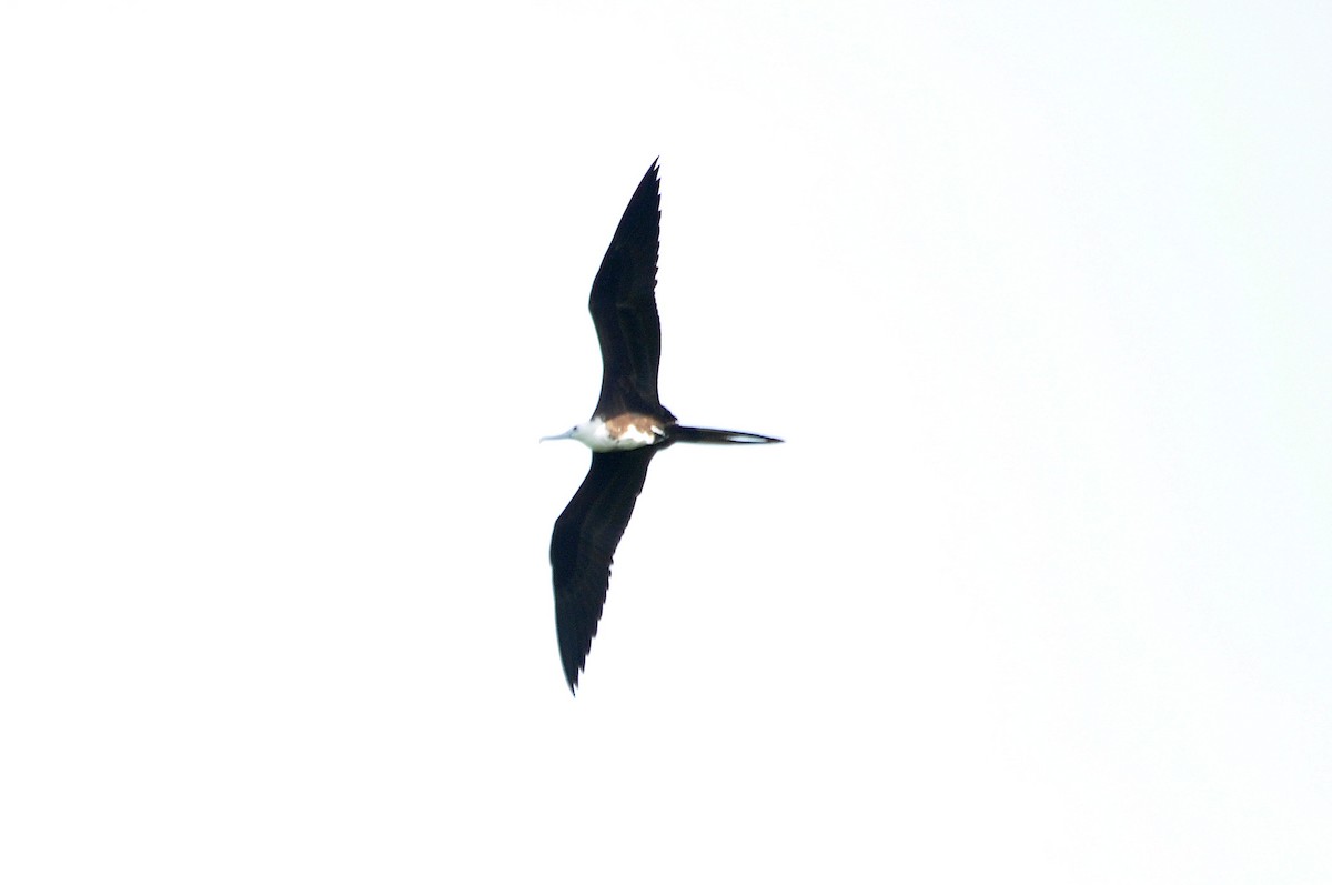 Magnificent Frigatebird - ML588848321