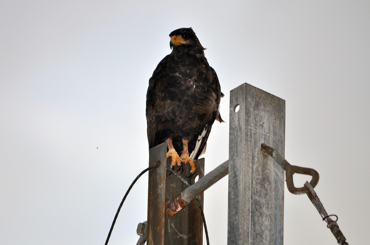 Cuban Black Hawk - ML588848461