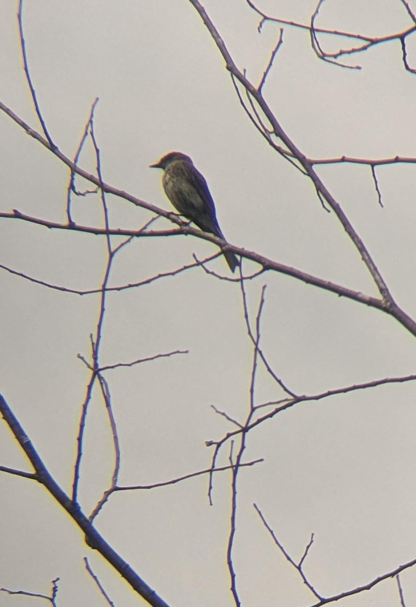 Olive-sided Flycatcher - ML588848661