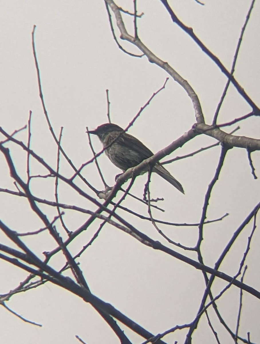 Olive-sided Flycatcher - Mark Basterfield