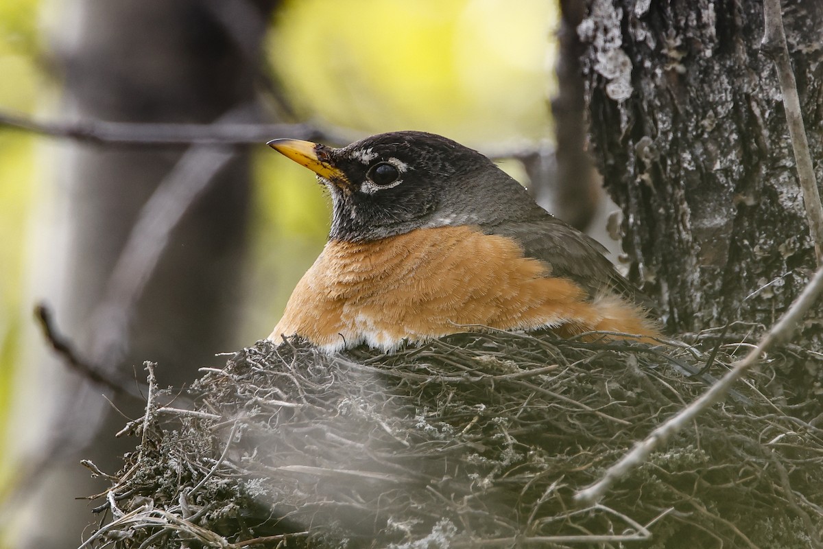 American Robin - ML588849121