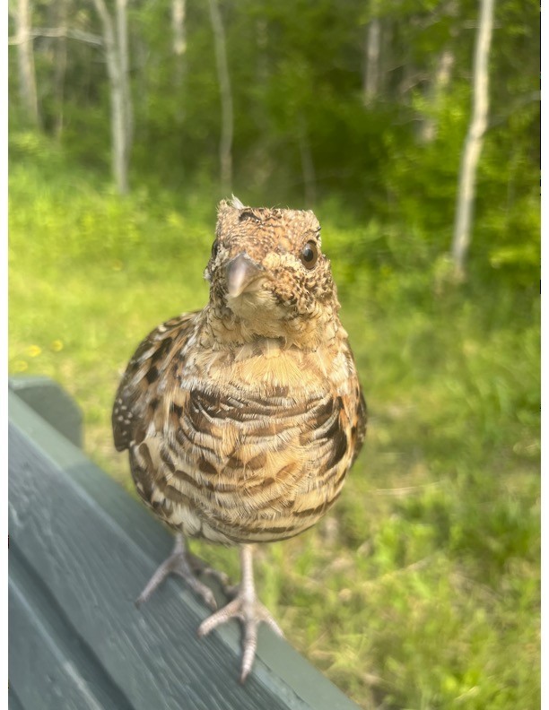 Ruffed Grouse - ML588849621