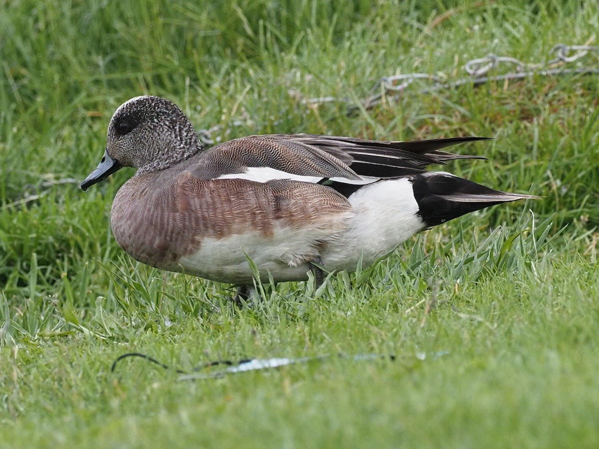 American Wigeon - ML588849751