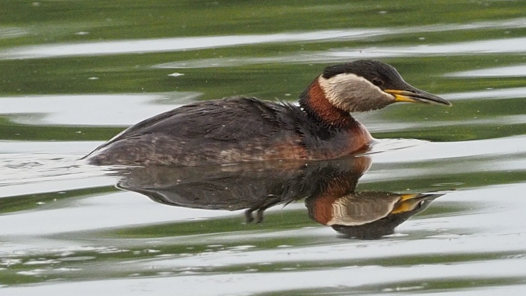 Red-necked Grebe - Milton Paul