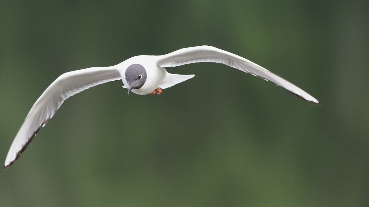 Bonaparte's Gull - ML588849941