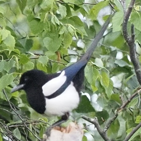 Black-billed Magpie - ML588849971