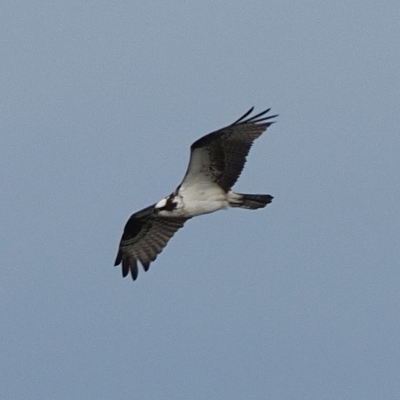 Águila Pescadora - ML588850011