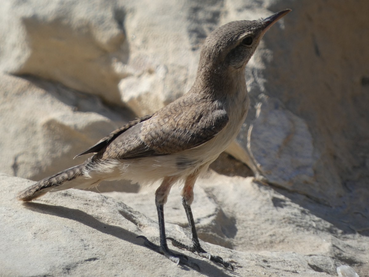 Rock Wren - Dan Goldfield