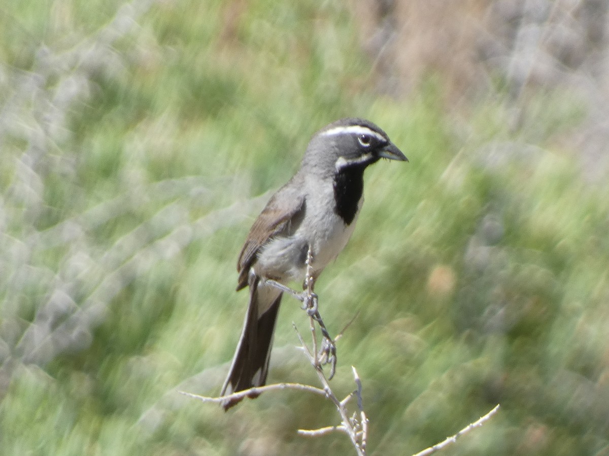 Bruant à gorge noire - ML588850411