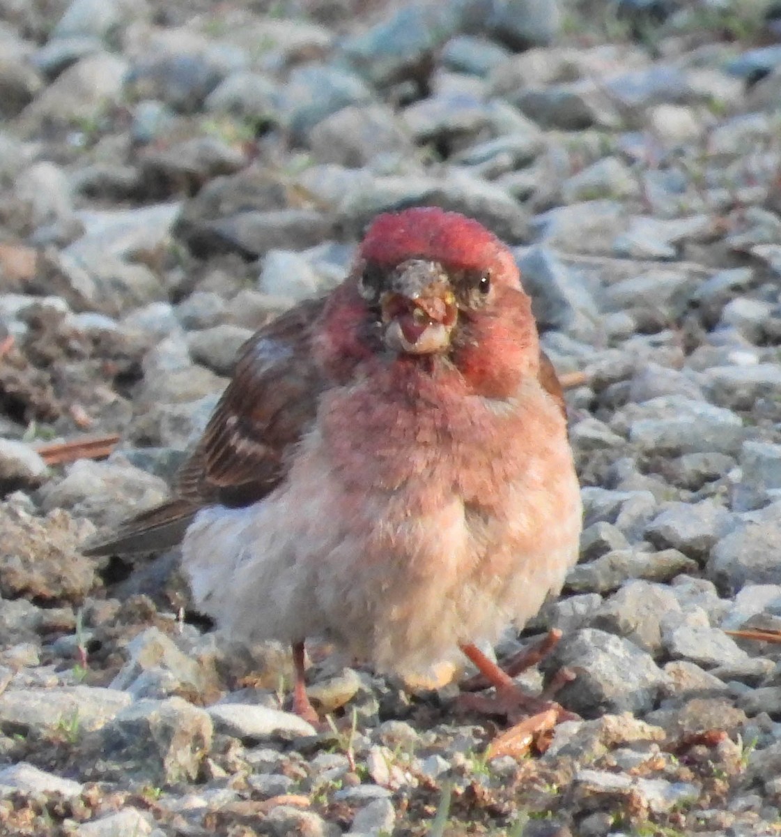 Cassin's Finch - ML588850861