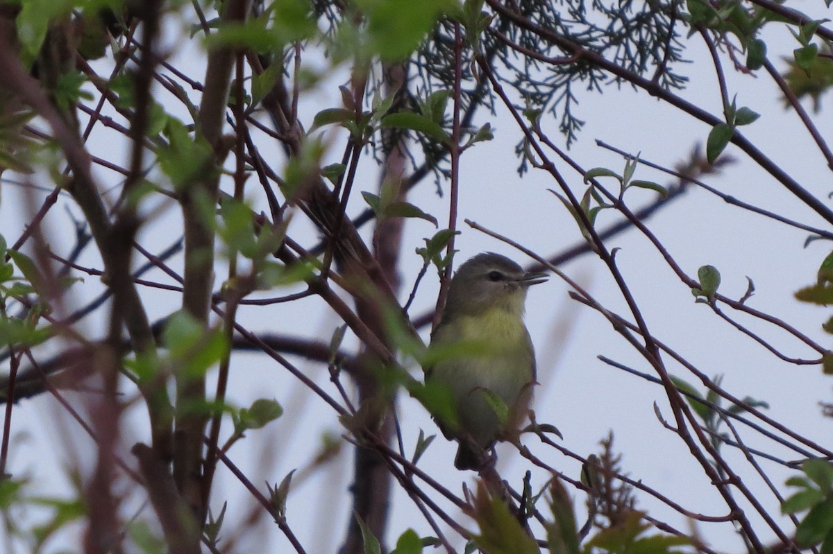 Philadelphia Vireo - Kevin Seymour