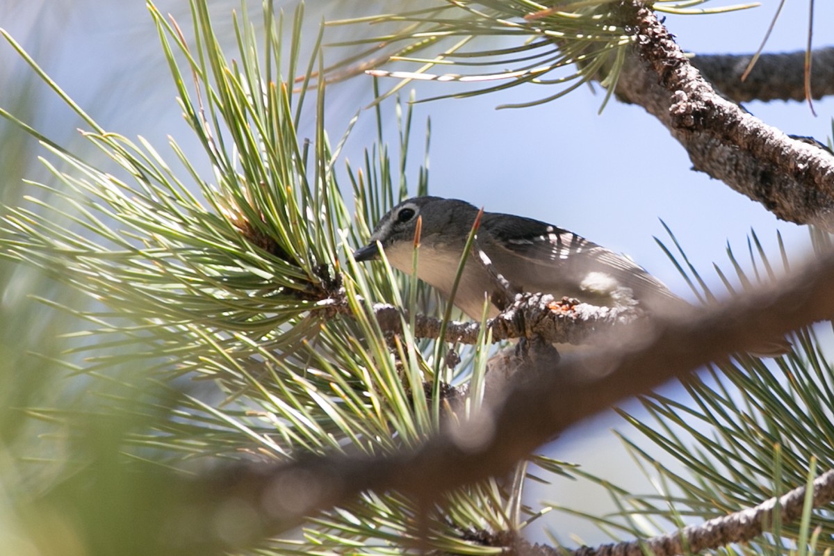 Plumbeous Vireo - ML588851641