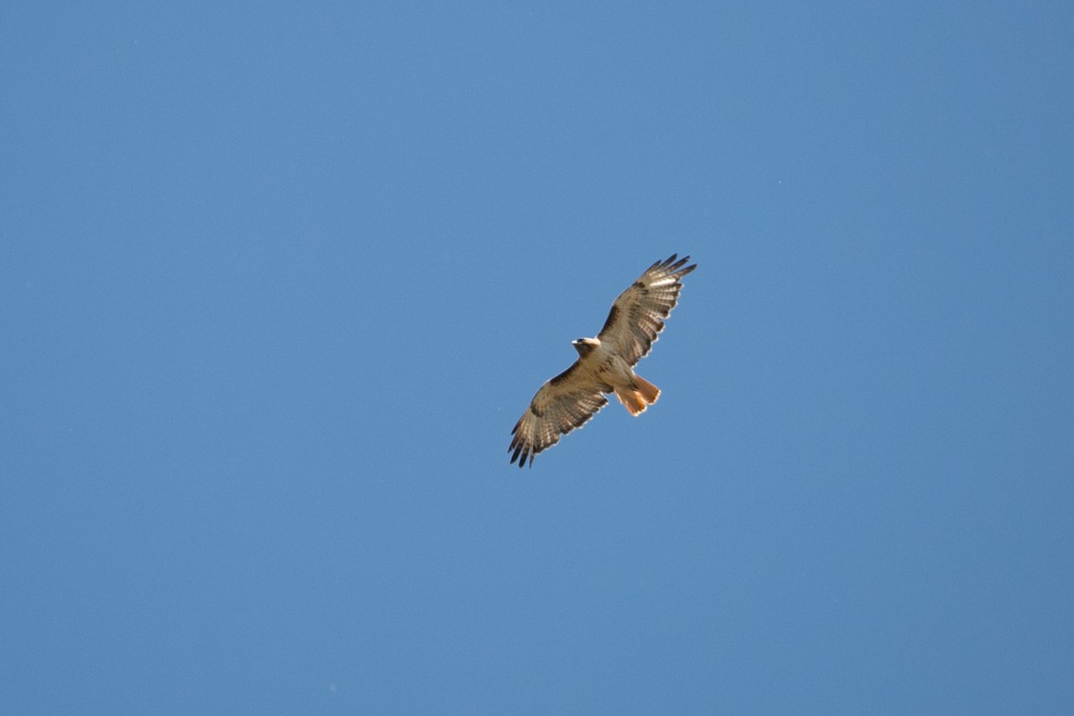 Red-tailed Hawk - ML588852111