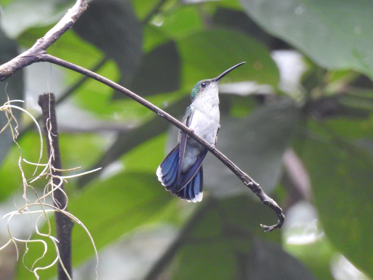 Colibrí de Buffon - ML588852151