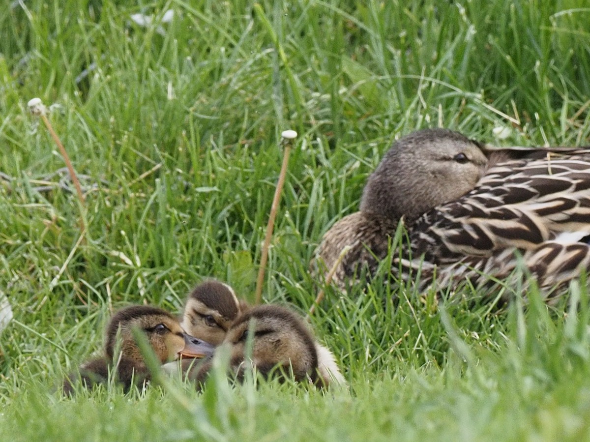 Canard colvert - ML588852181