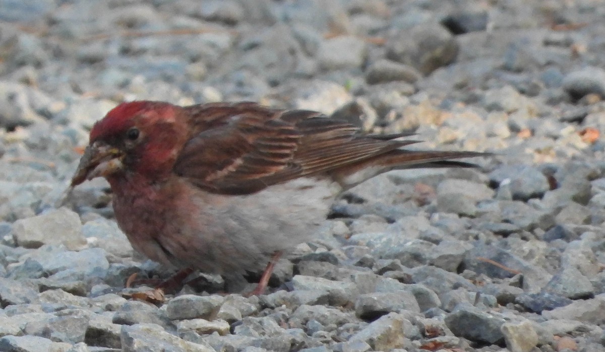 Cassin's Finch - ML588852361