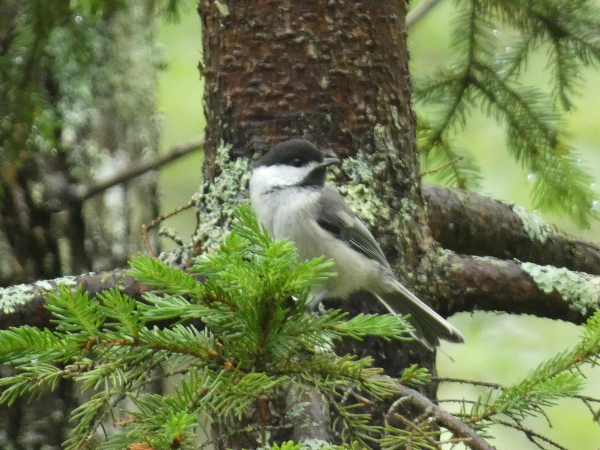 Black-capped Chickadee - ML588853181