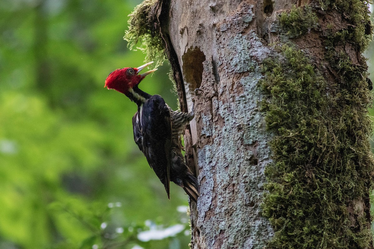 Pale-billed Woodpecker - ML588855071