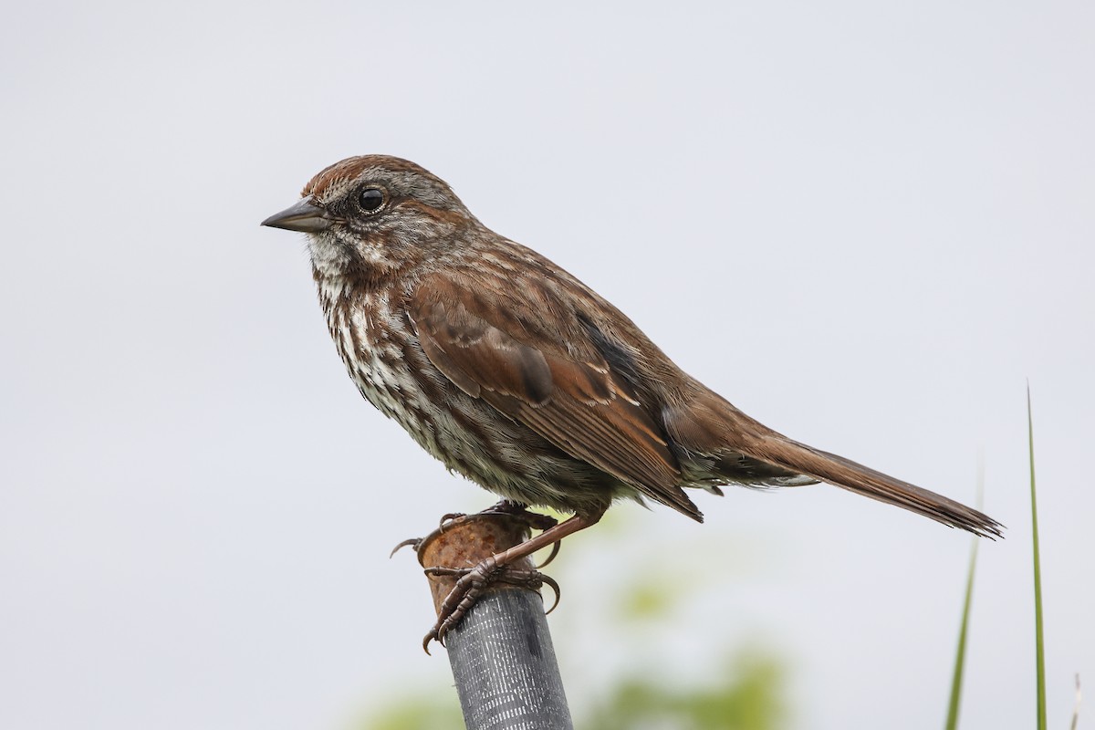 Song Sparrow - ML588855651