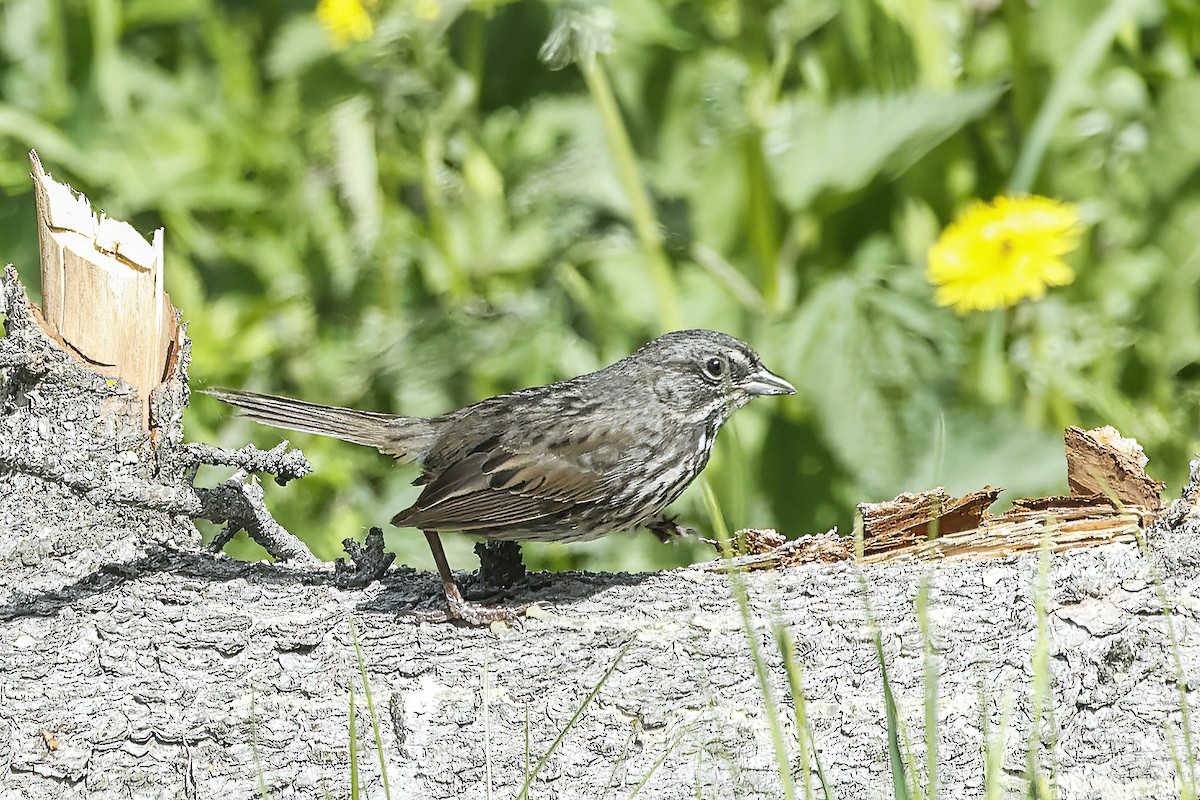 Song Sparrow - ML588855921