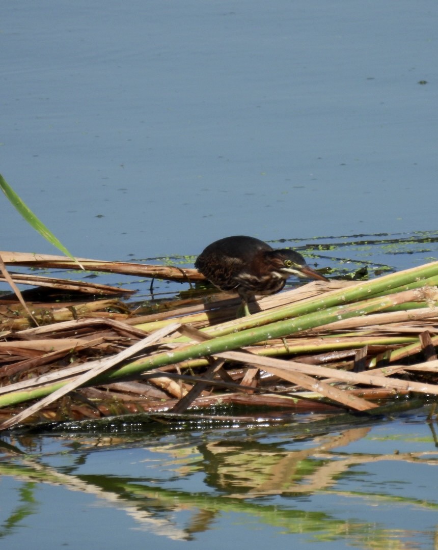 Green Heron - ML588856101