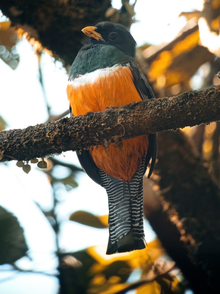 Collared Trogon - ML588858561