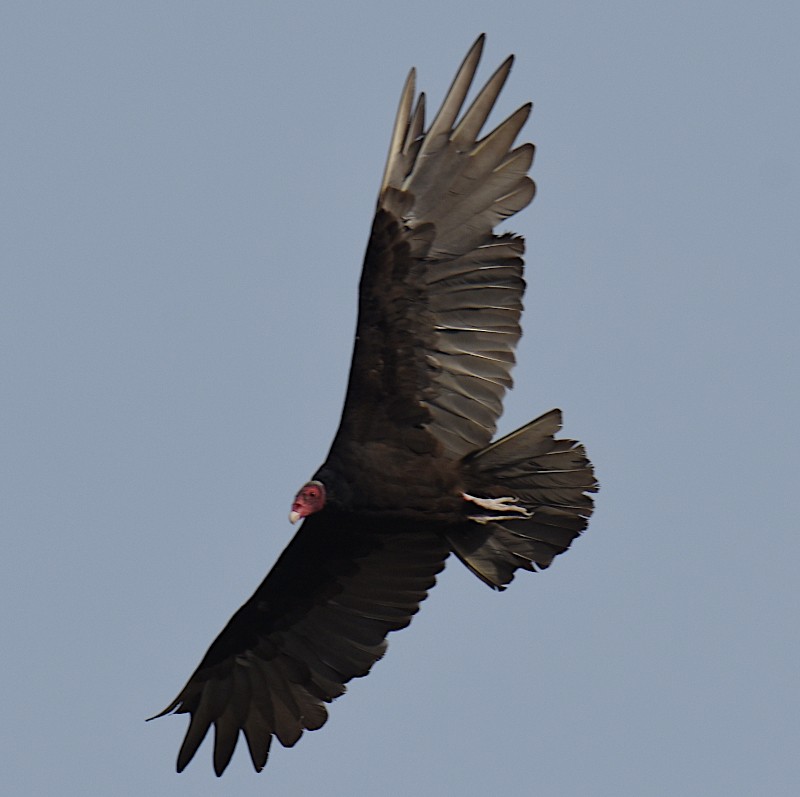 Turkey Vulture - ML588858901