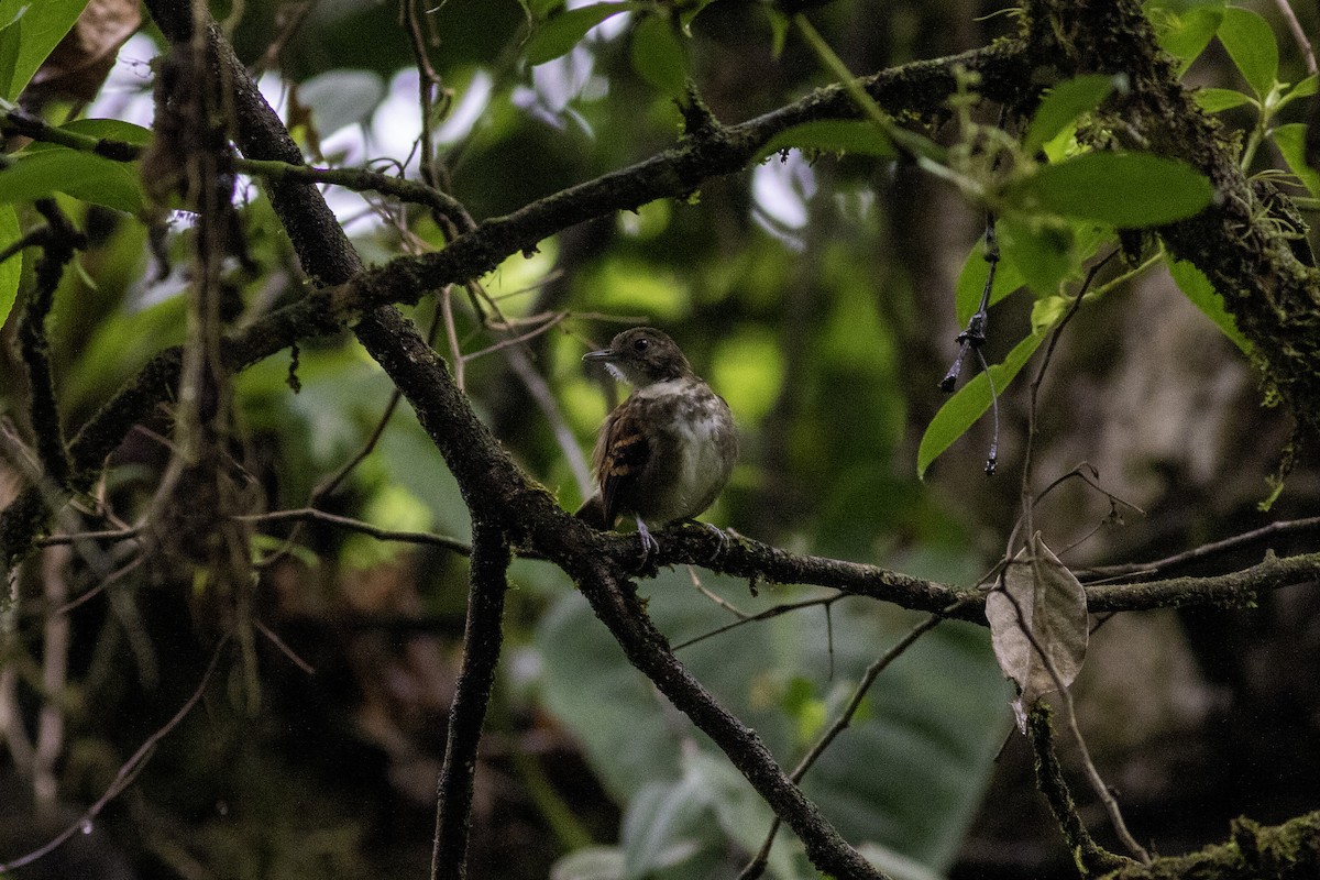 Spotted Antbird - ML588858961