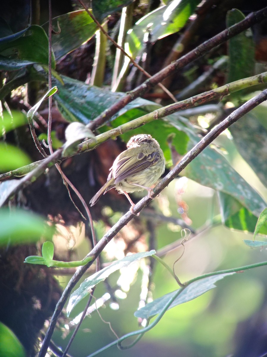 Scale-crested Pygmy-Tyrant - Jorge Pineda