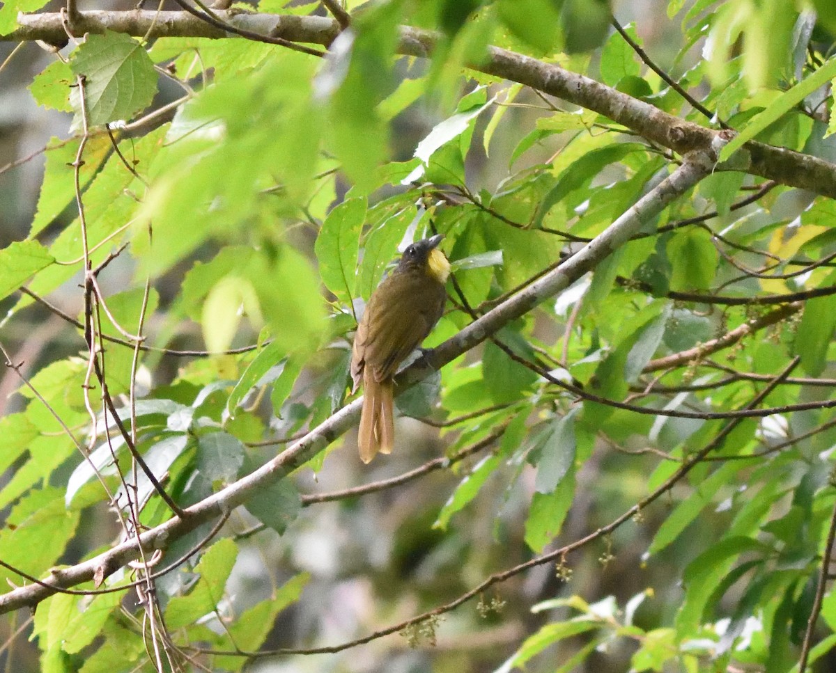 Western Bearded-Greenbul - ML588859581