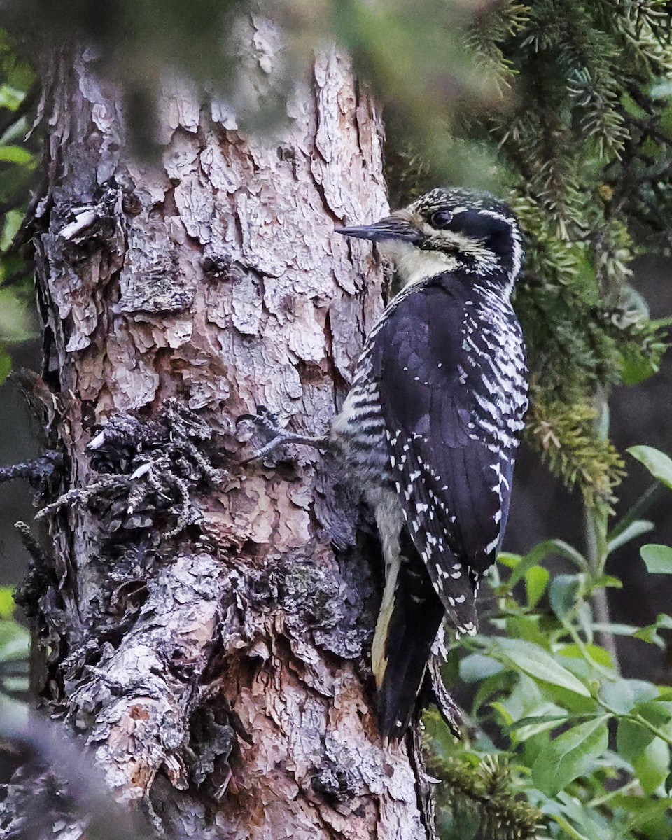 American Three-toed Woodpecker - Pat Draisey