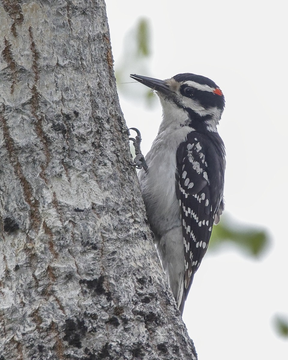 Hairy Woodpecker - Pat Draisey