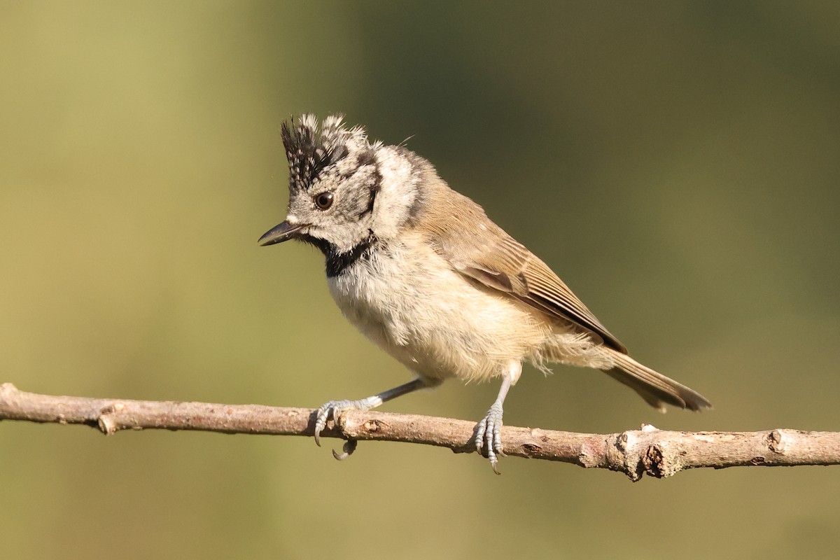 Crested Tit - ML588860741