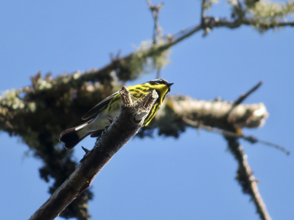 Magnolia Warbler - ML588861891