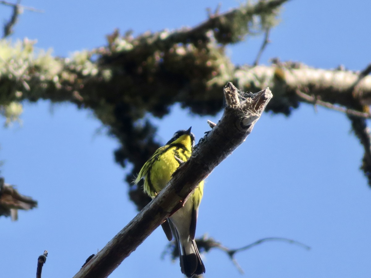 Magnolia Warbler - ML588861901