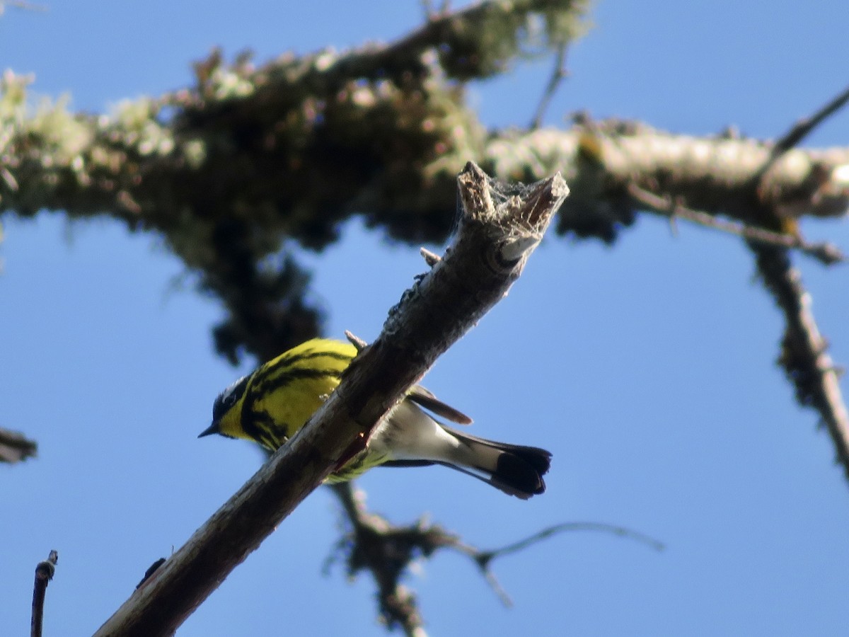 Magnolia Warbler - karl  schmidt