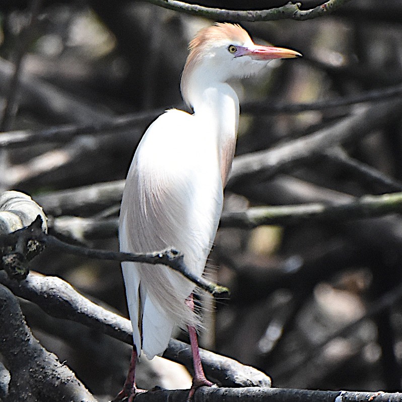 Western Cattle Egret - Jos Simons