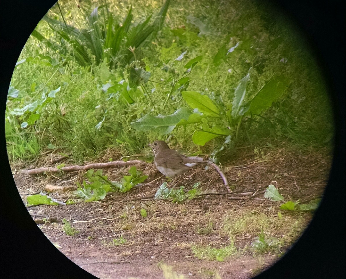 Swainson's Thrush - ML58886251