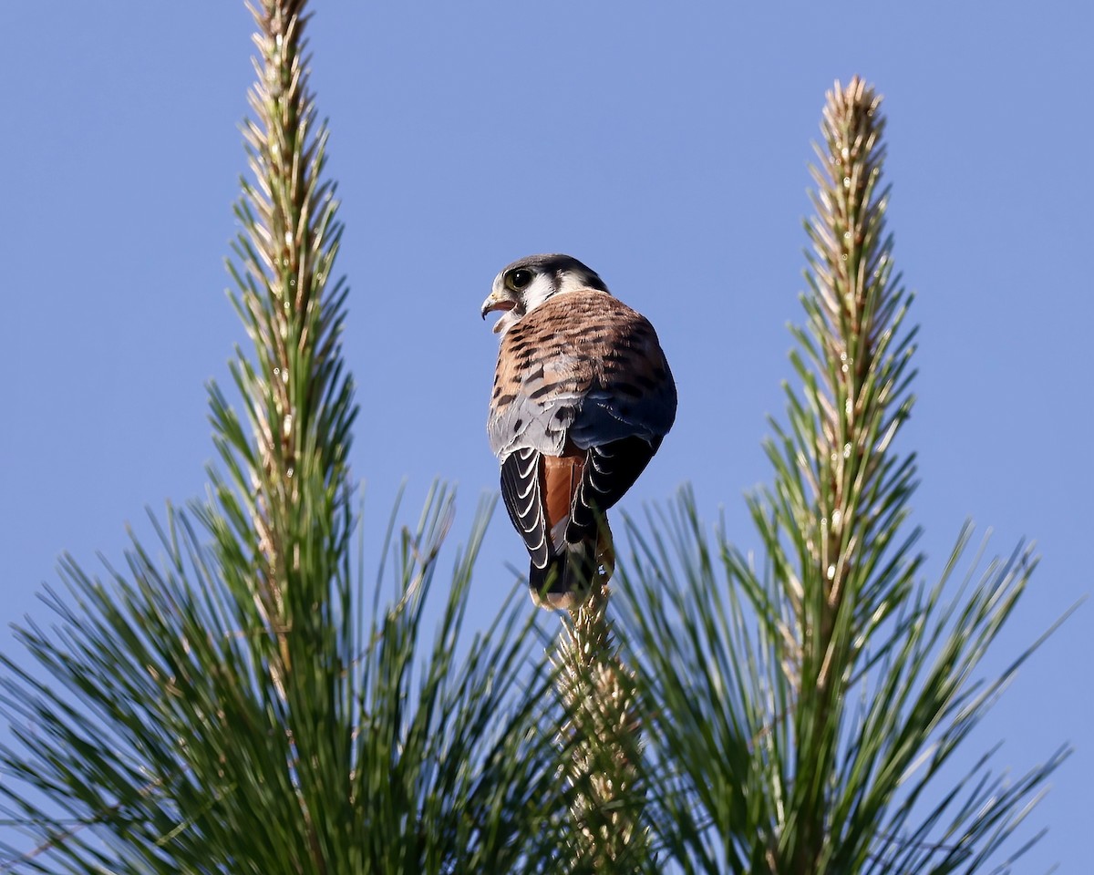 American Kestrel - ML588862681