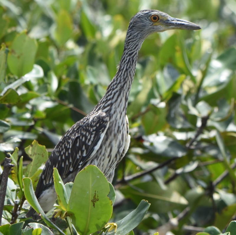 Yellow-crowned Night Heron - Jos Simons