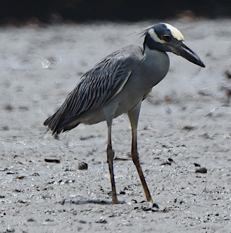 Yellow-crowned Night Heron - ML588862781