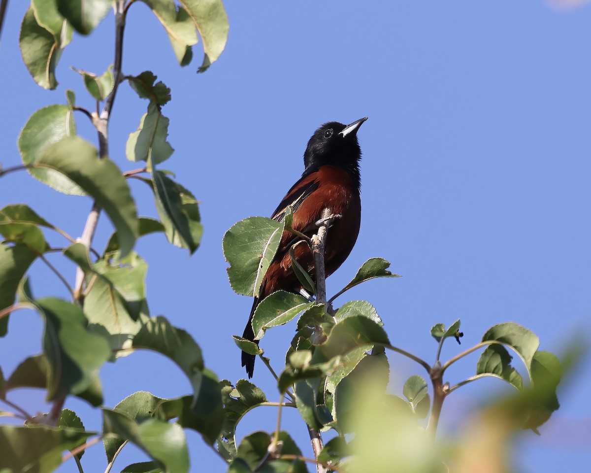 Orchard Oriole - ML588862961